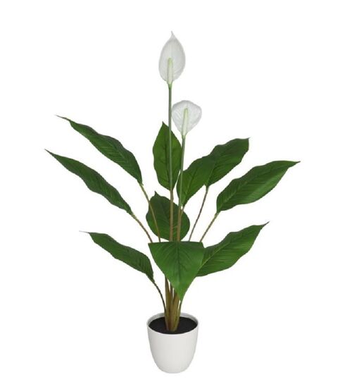 Maceta Espatifilo 98cm