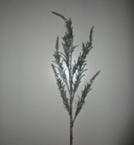 Adorno forma Rama Plata