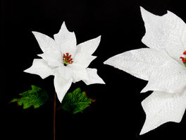 Poinsettia tejido blanco