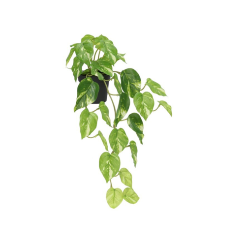 Gerimport Maceta Monstera -Potus x 30 - 46cm