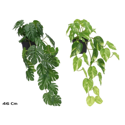 Gerimport Maceta Monstera -Potus x 30 - 46cm