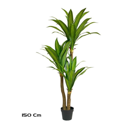 Gerimport Árbol Dracena x 3 - 150cm
